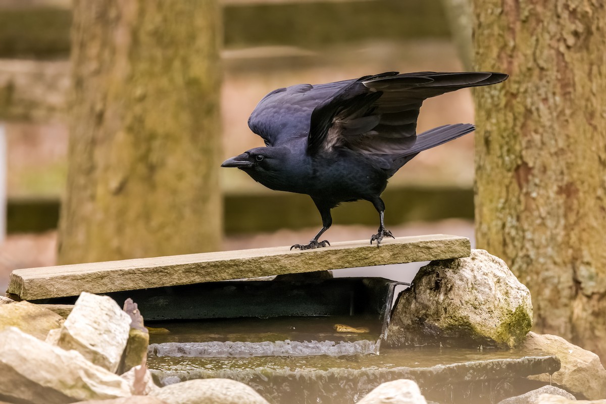 Fish Crow - Robin Janson