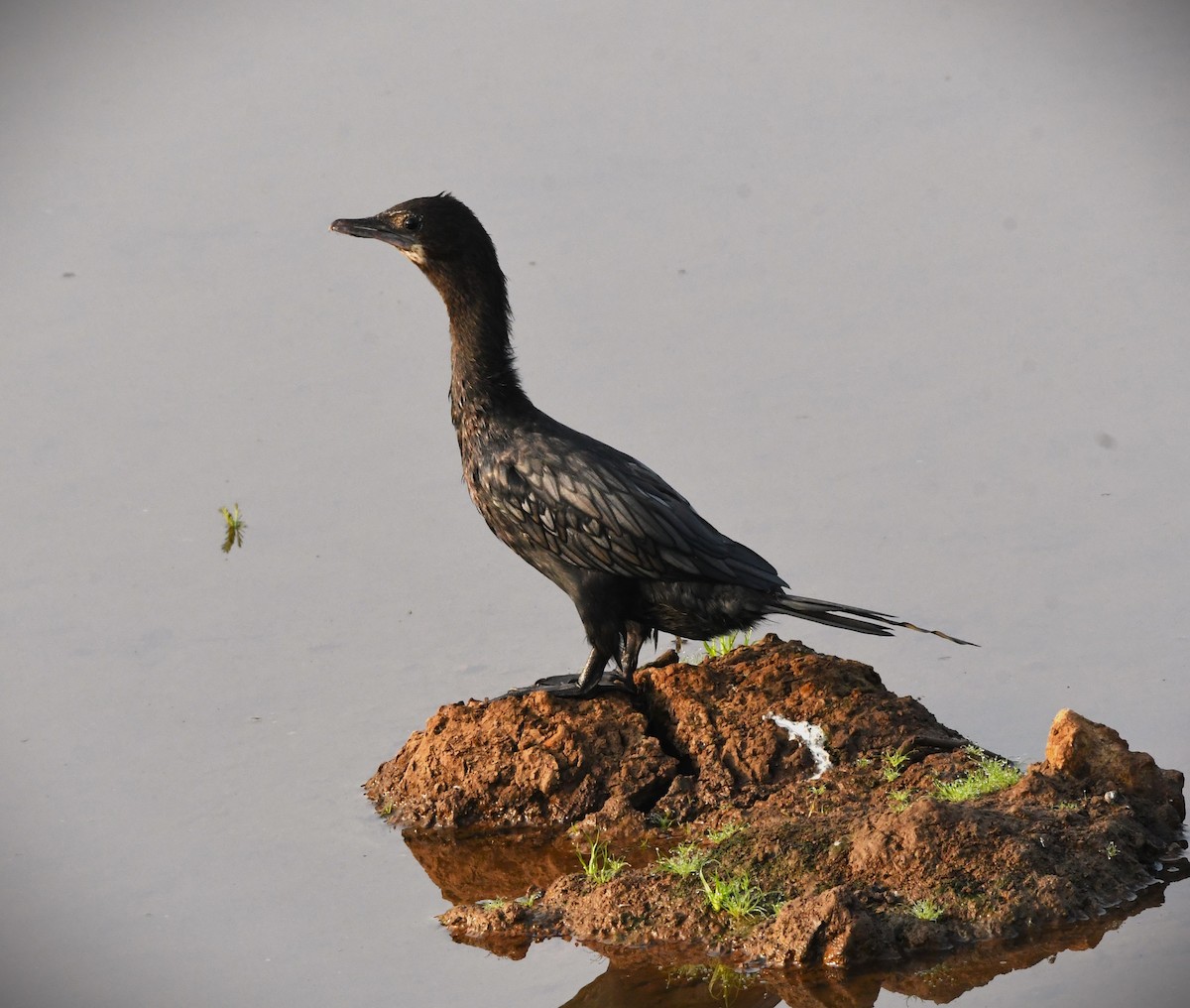 Little Cormorant - ML616809118