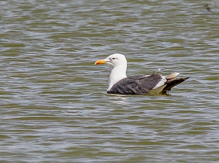 Lesser Black-backed Gull - ML616809138