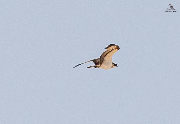 Águila Pescadora - ML616809146