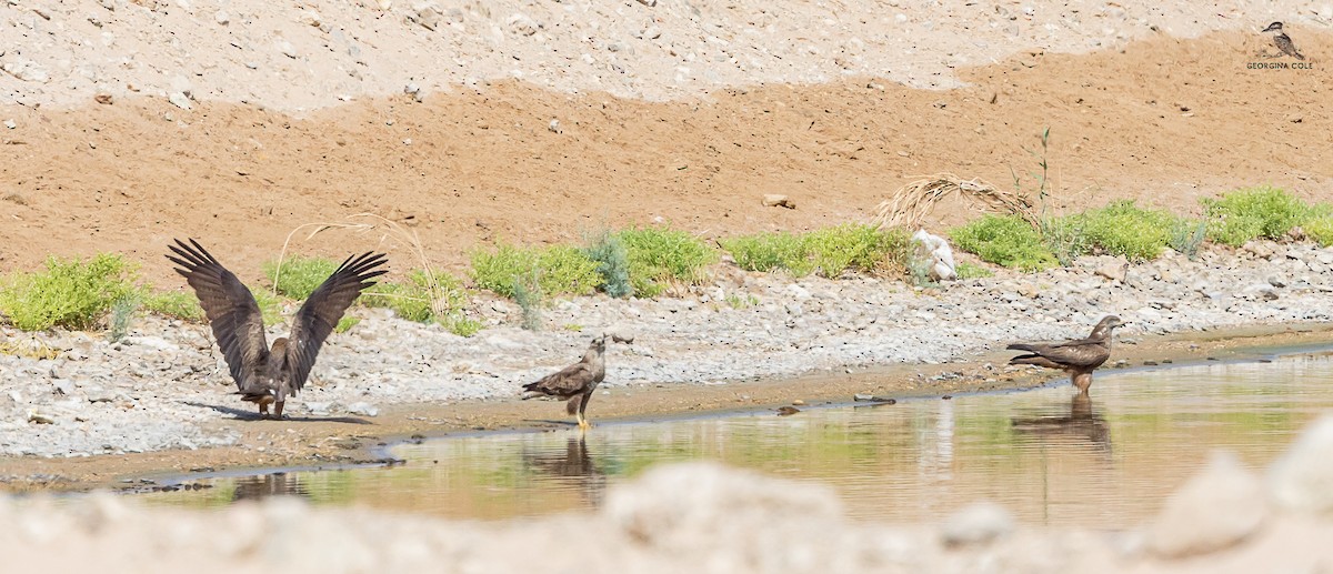 Black Kite - ML616809149