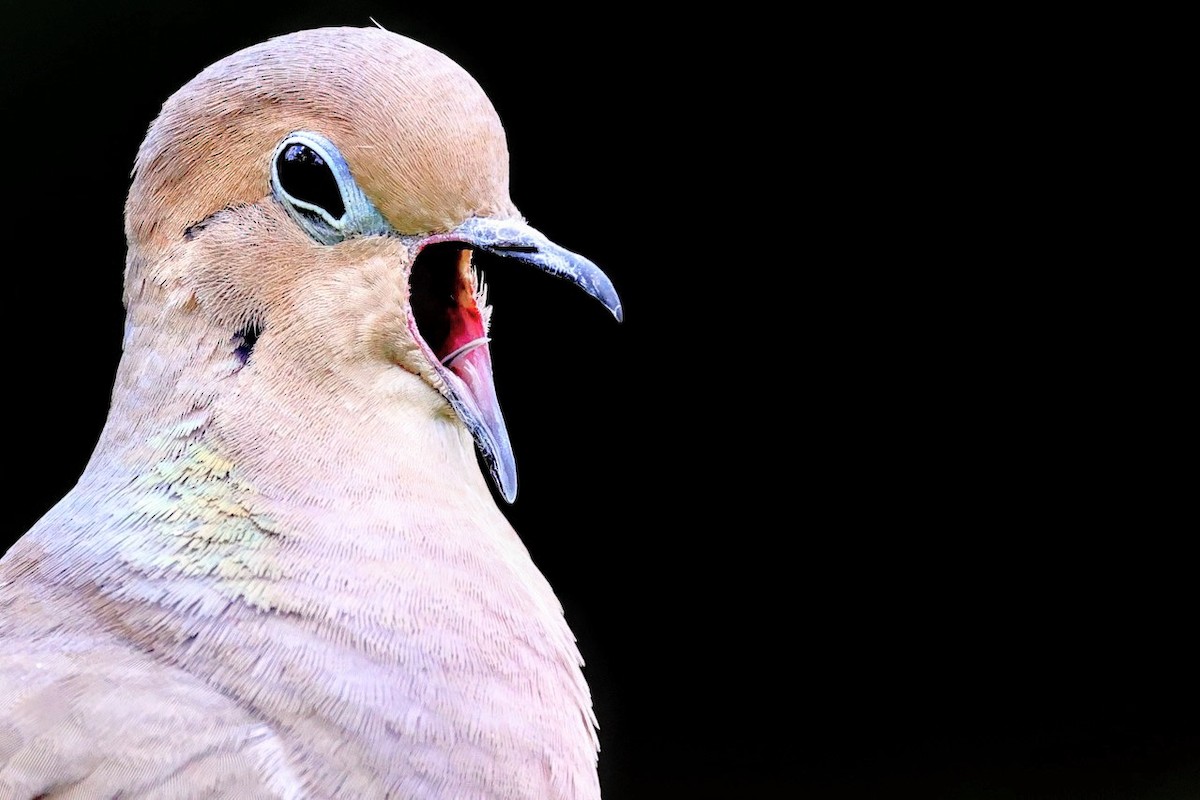 Mourning Dove - ML616809153
