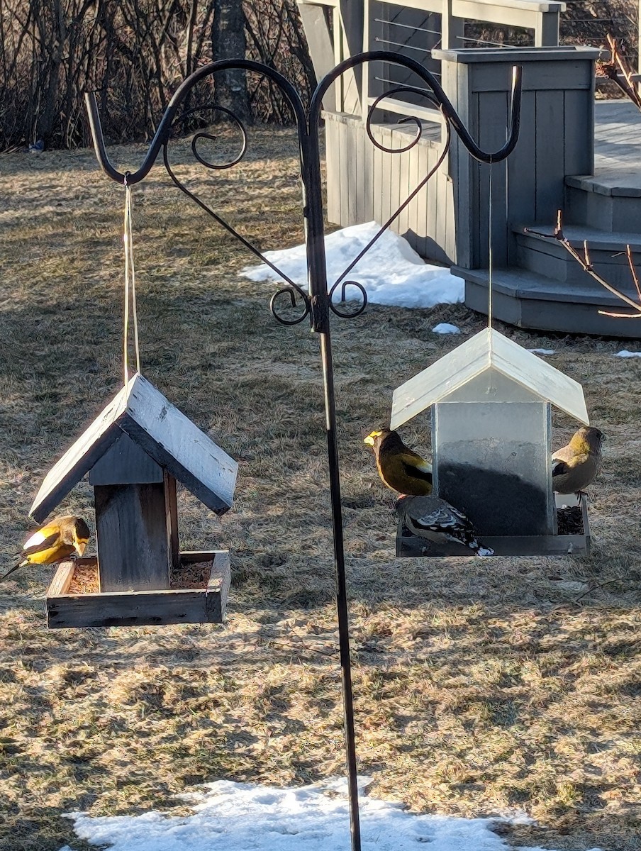 Evening Grosbeak - Normand Fleury