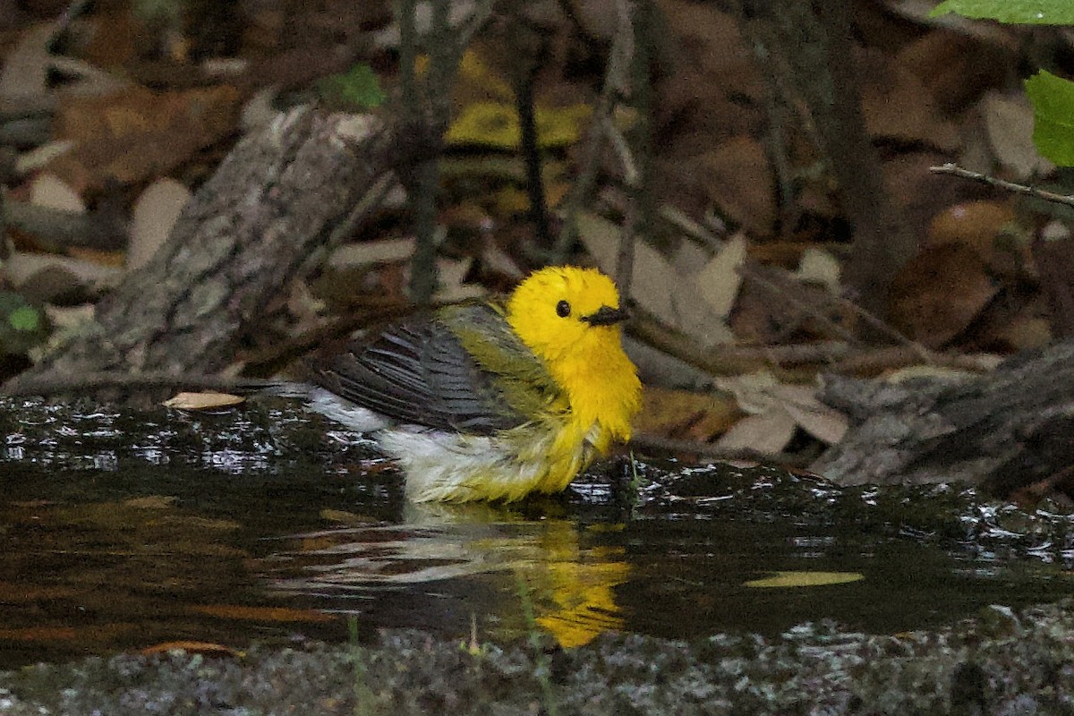 Prothonotary Warbler - ML616809238