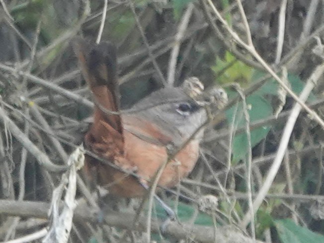 Russet-bellied Spinetail - ML616809244