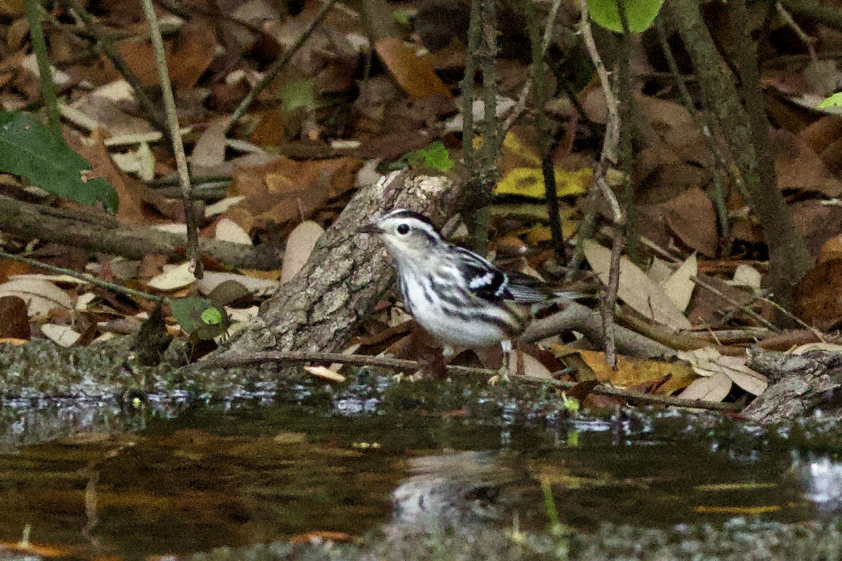 Black-and-white Warbler - ML616809251