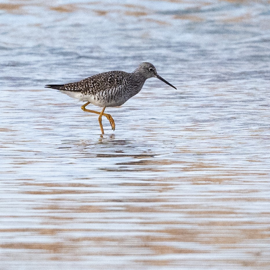 Greater Yellowlegs - Alan Middleton