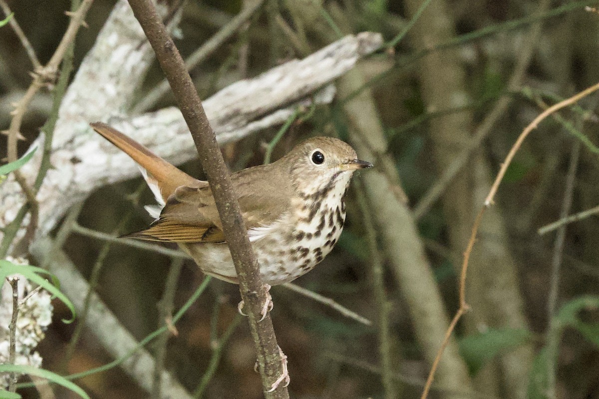 Hermit Thrush - ML616809256