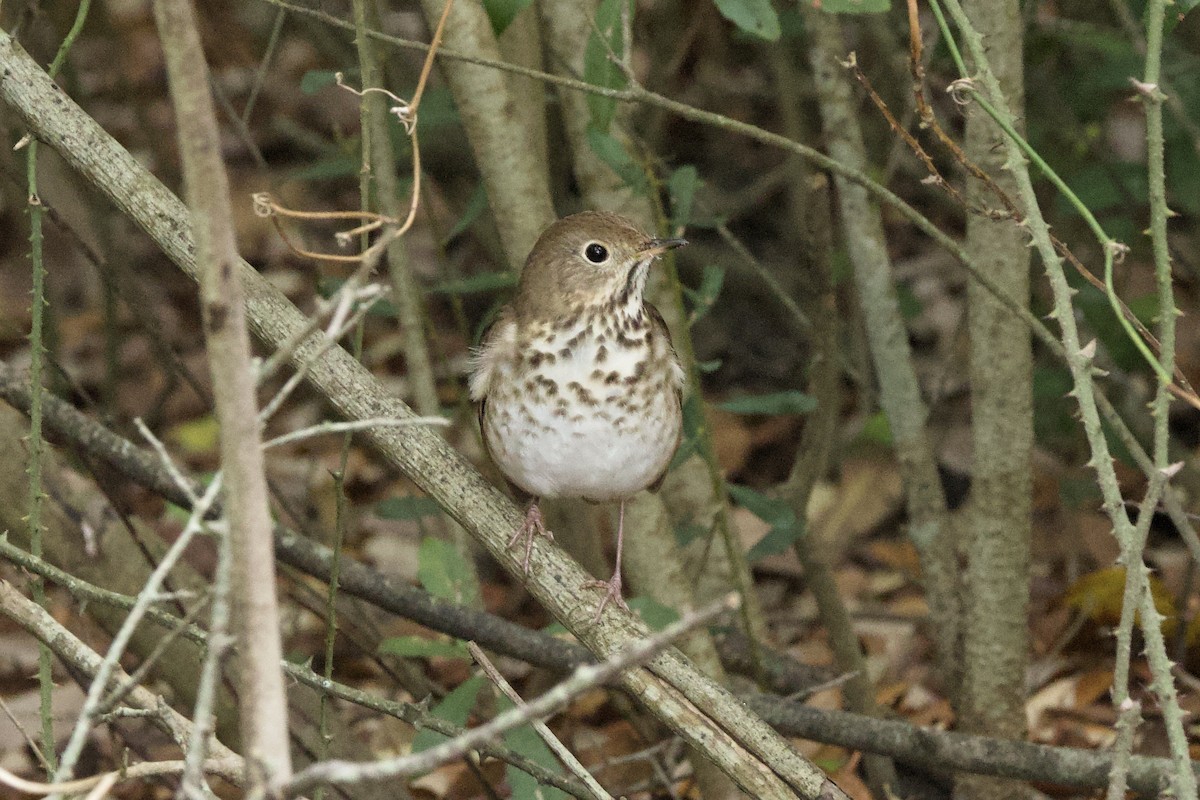 Hermit Thrush - ML616809258