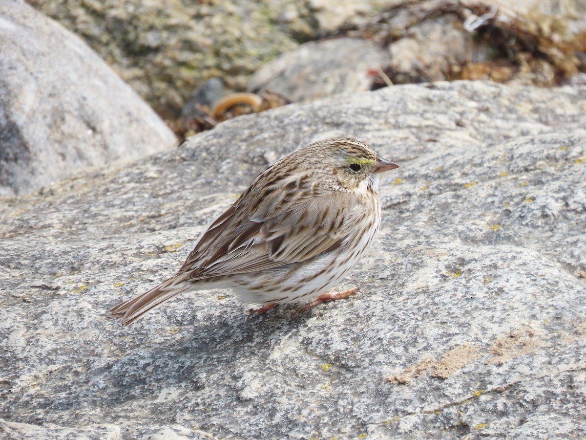 Savannah Sparrow (Ipswich) - ML616809267