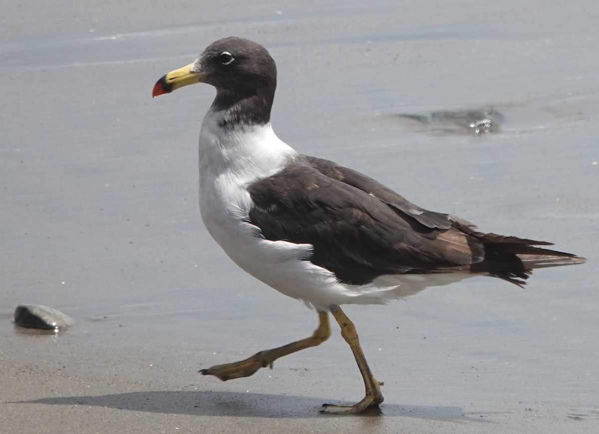 Belcher's Gull - ML616809393