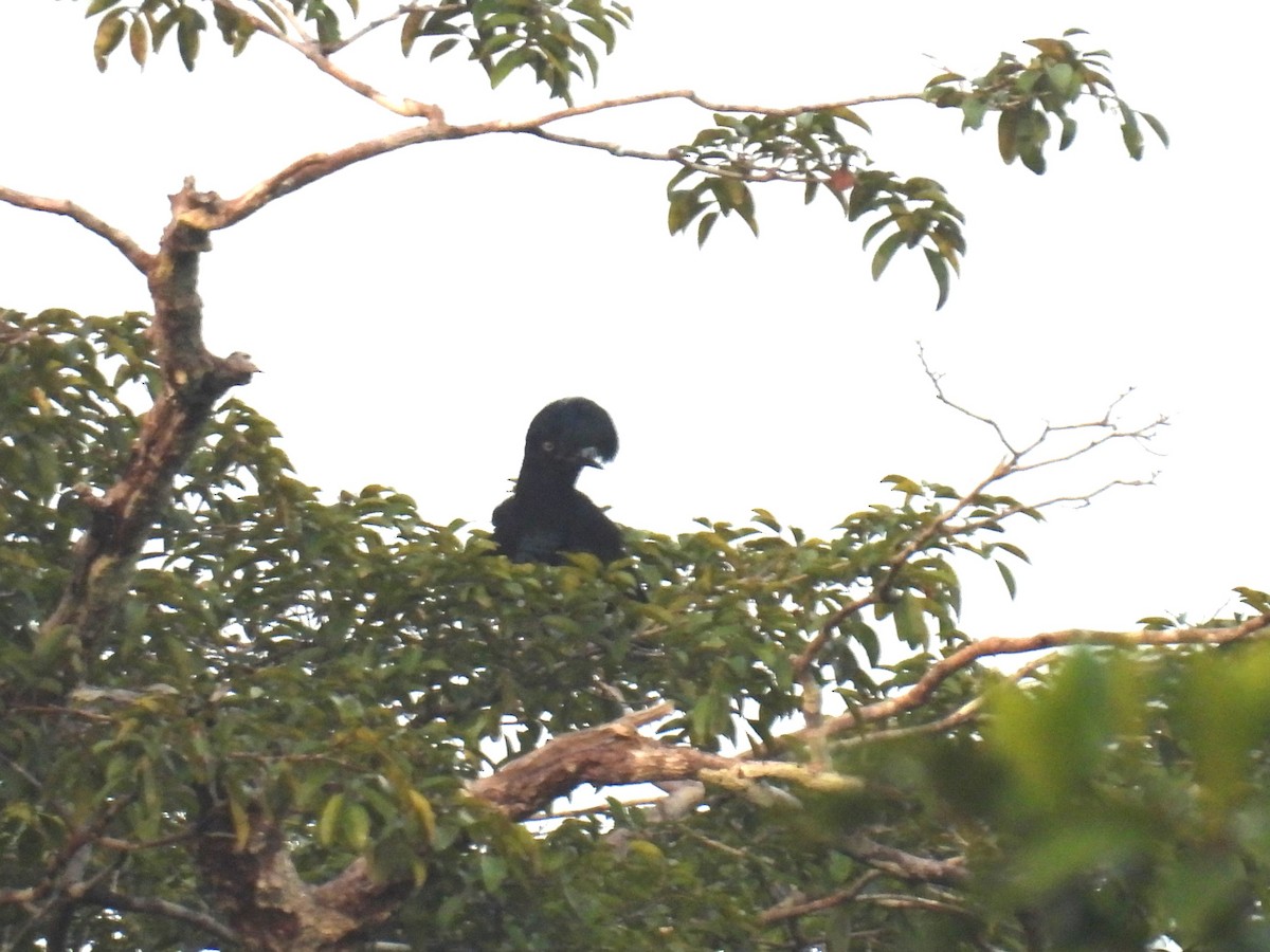 Amazonian Umbrellabird - ML616809407