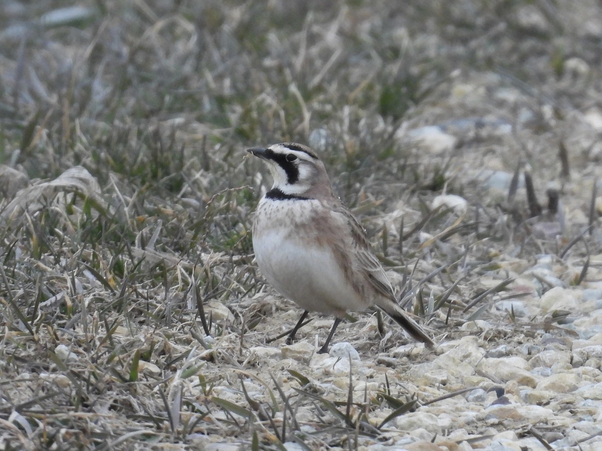 Horned Lark - ML616809438