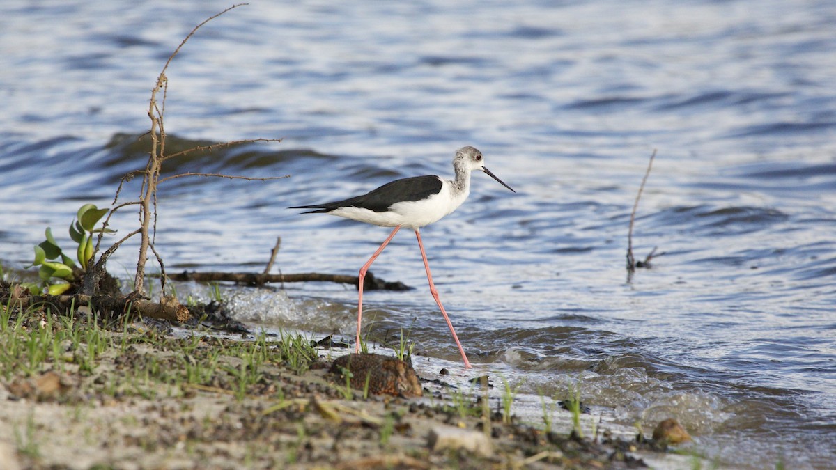 Black-winged Stilt - ML616809445