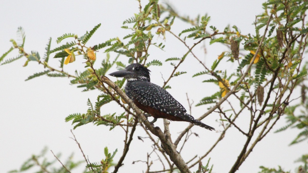 Giant Kingfisher - ML616809456