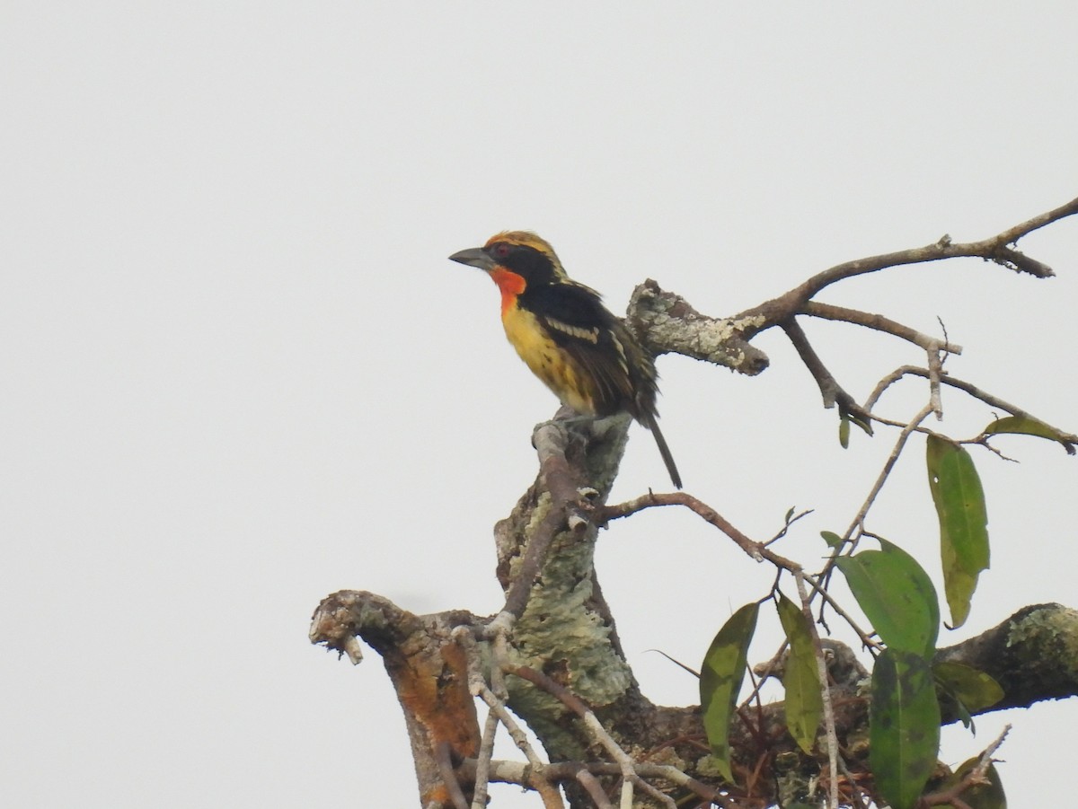 Gilded Barbet - ML616809462