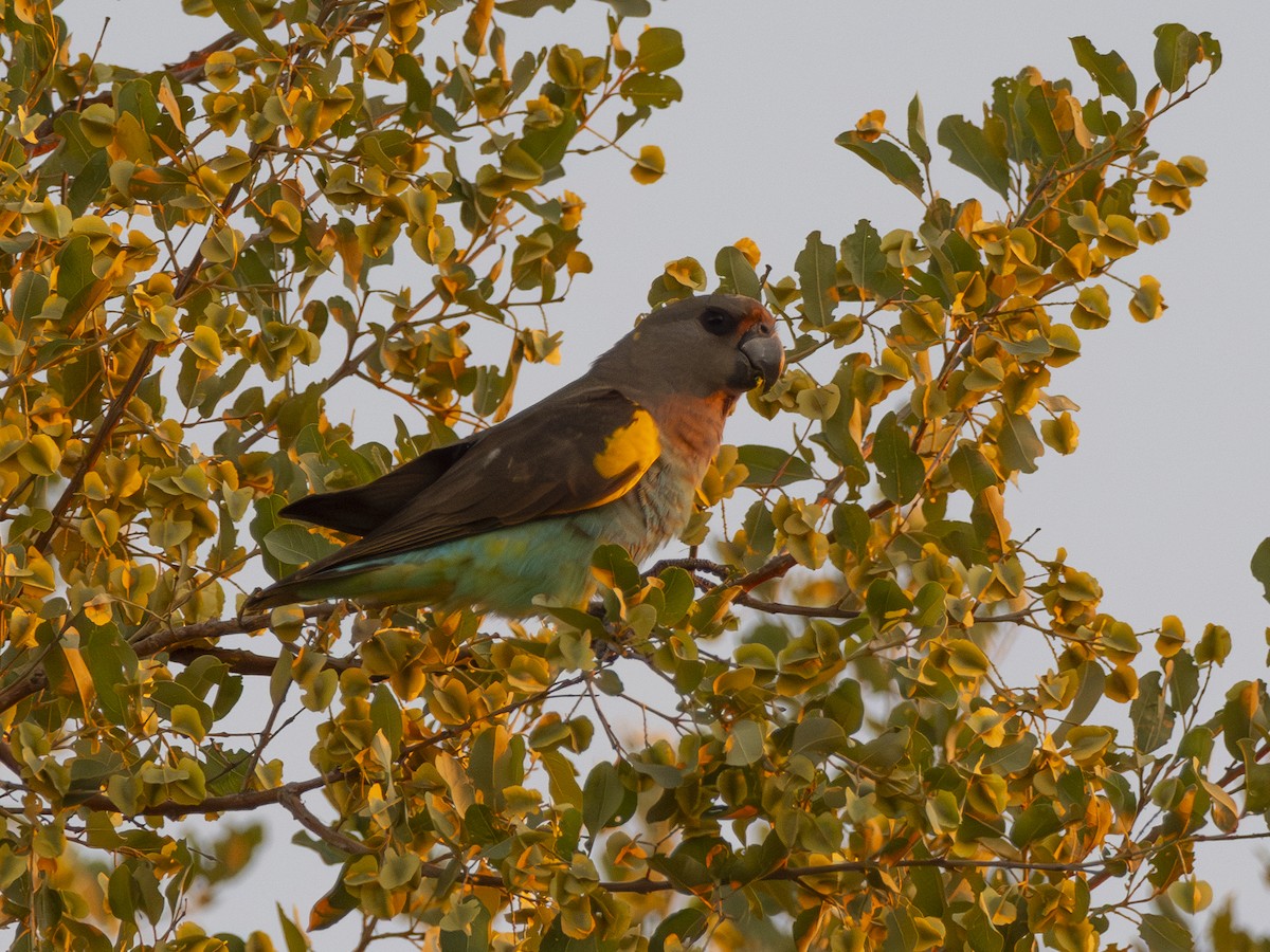 Meyer's Parrot - ML616809576