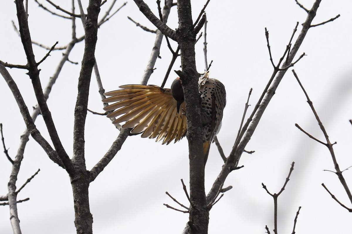 Northern Flicker (Yellow-shafted) - ML616809614