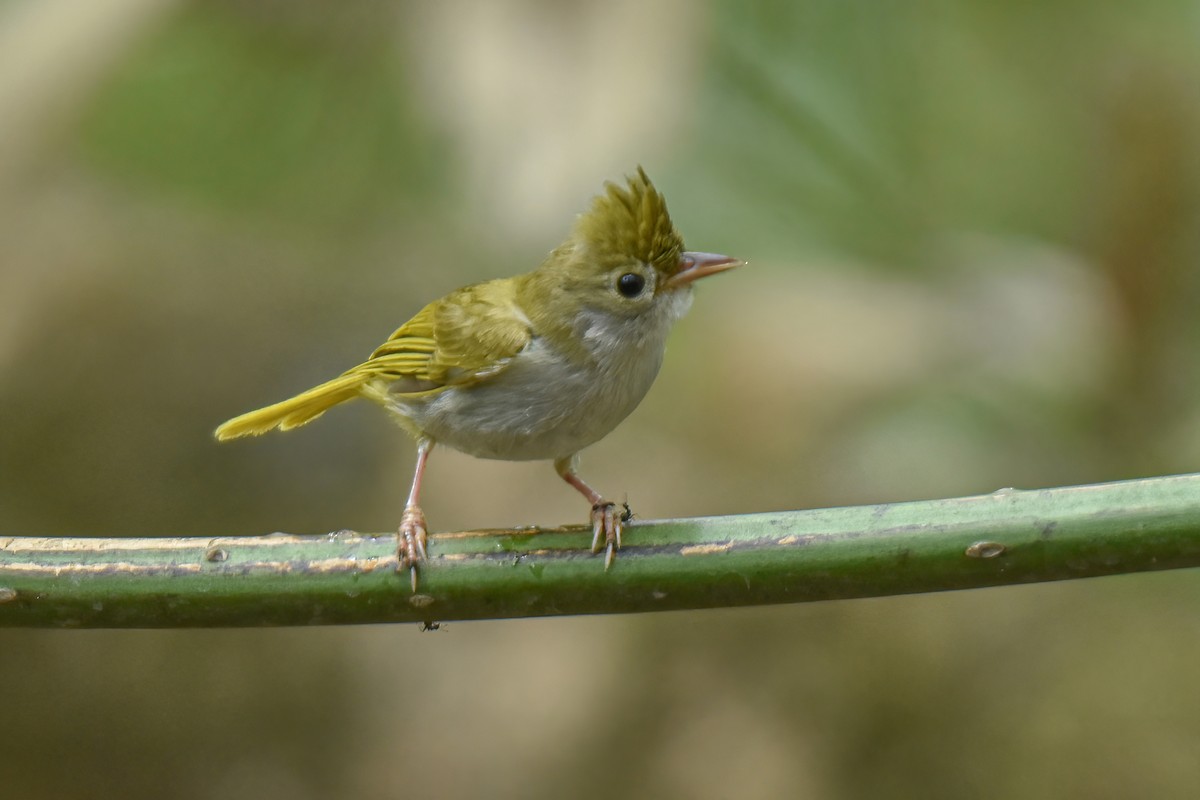 Yuhina Ventriblanca - ML616809650