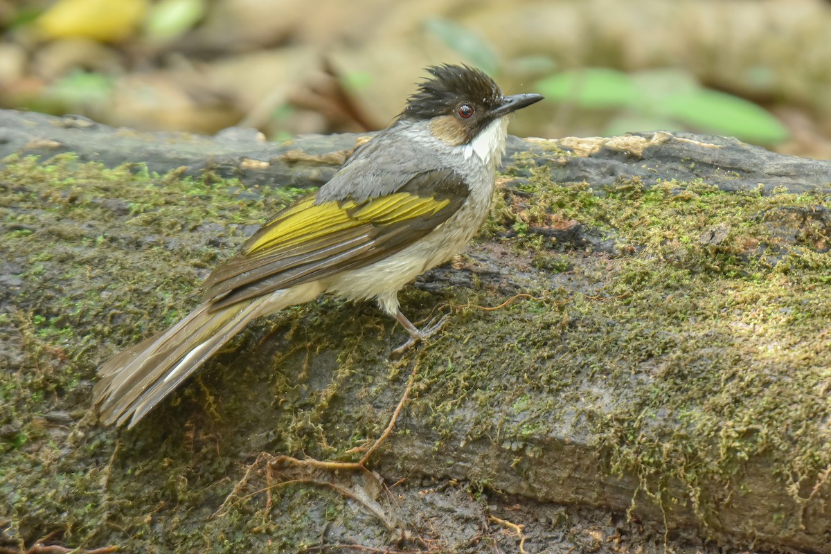 Bulbul à ailes vertes - ML616809665