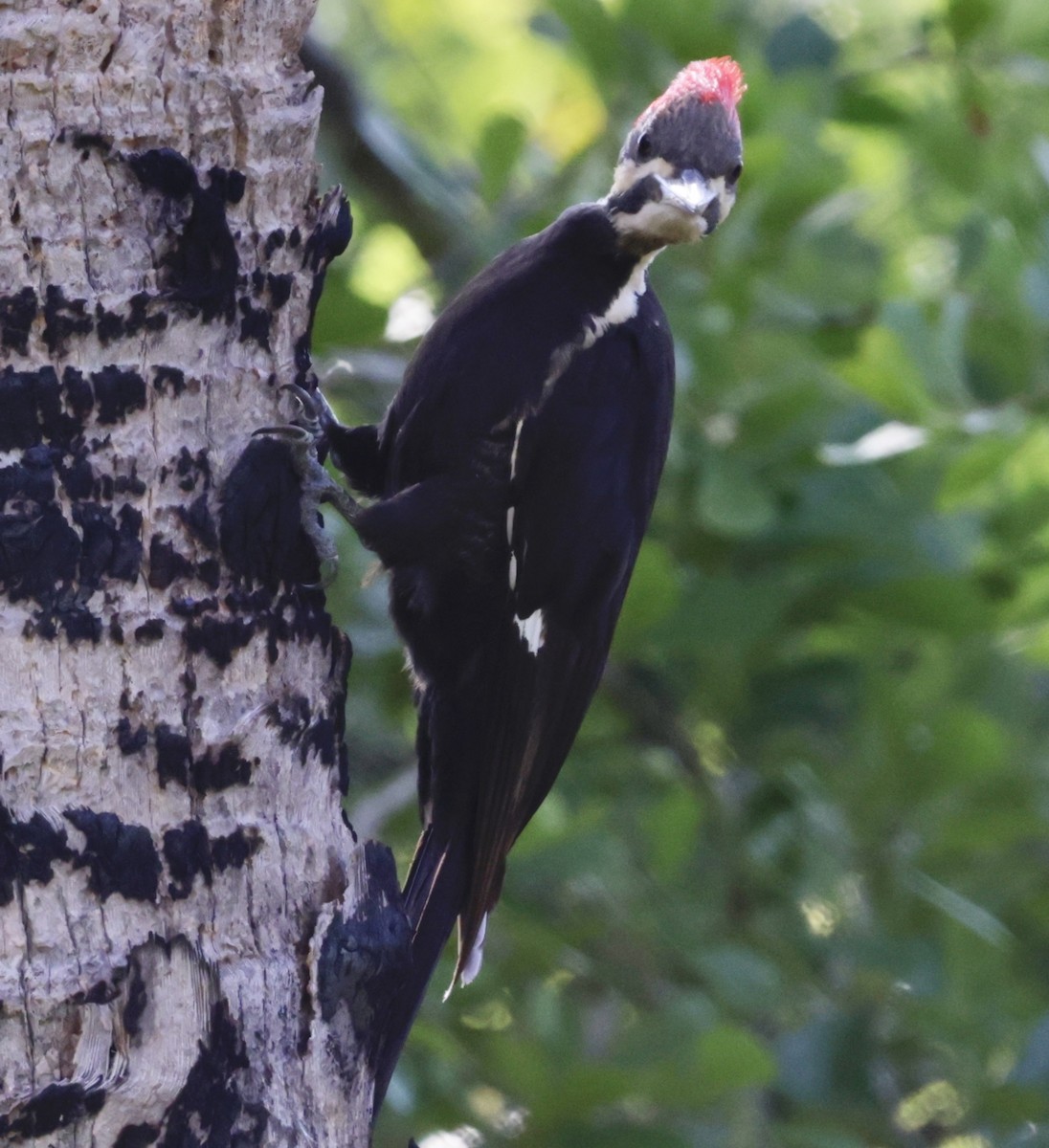Pileated Woodpecker - ML616809685