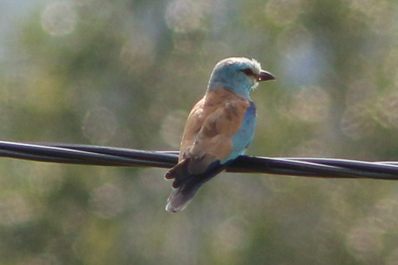 European Roller - ML616809686