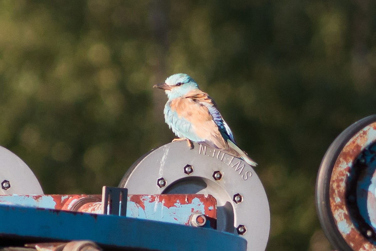 European Roller - Marcus Östman