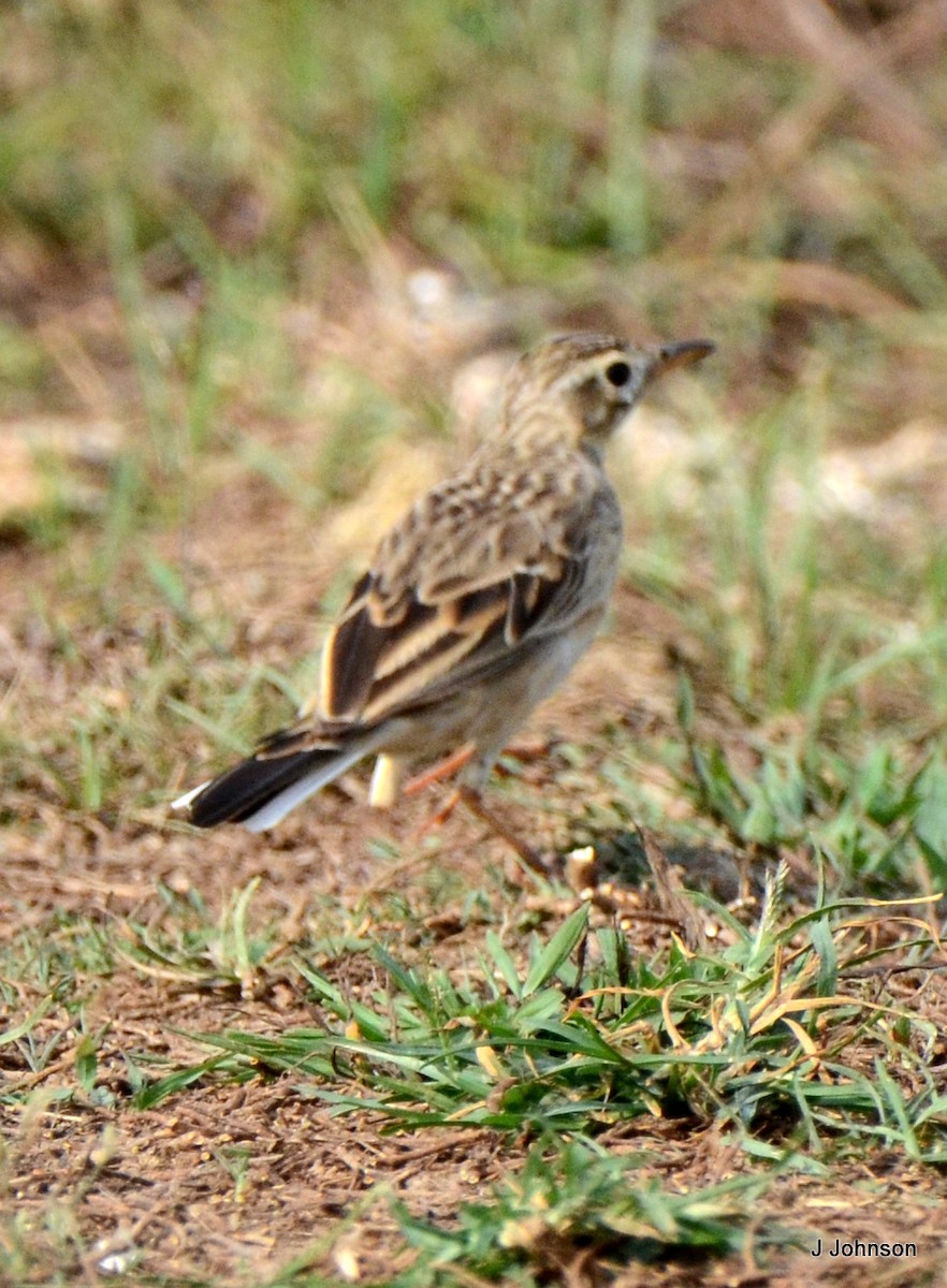 Richard's Pipit - Jaichand Johnson