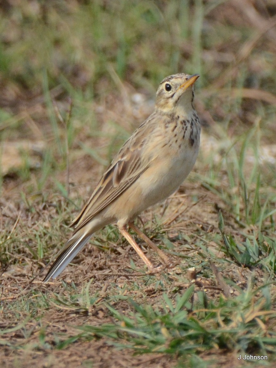 Richard's Pipit - ML616809763