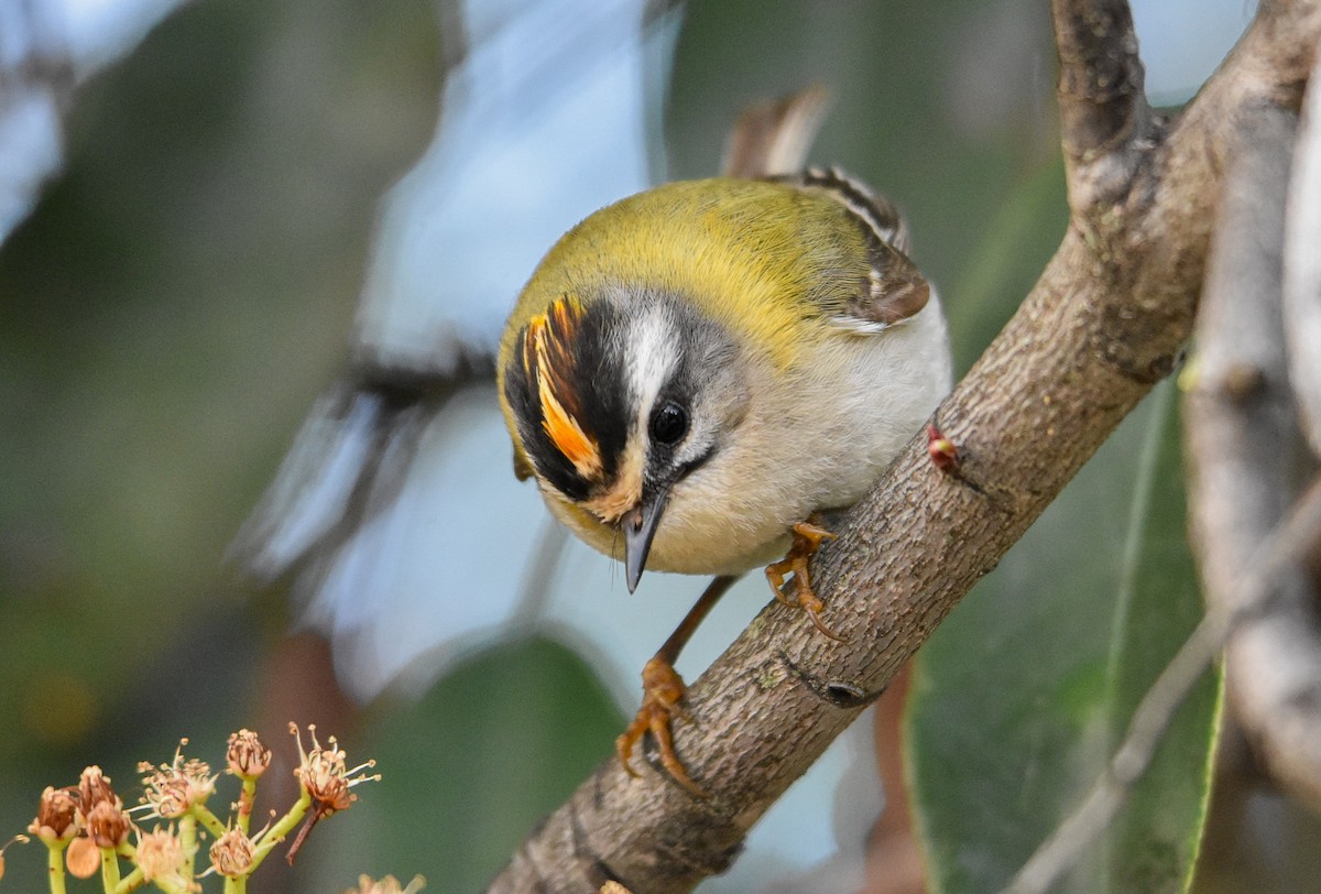 Common Firecrest - ML616809811