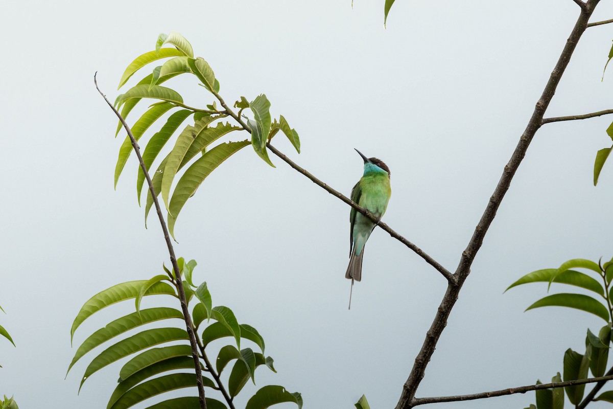 Blue-throated Bee-eater - Bao Shen Yap