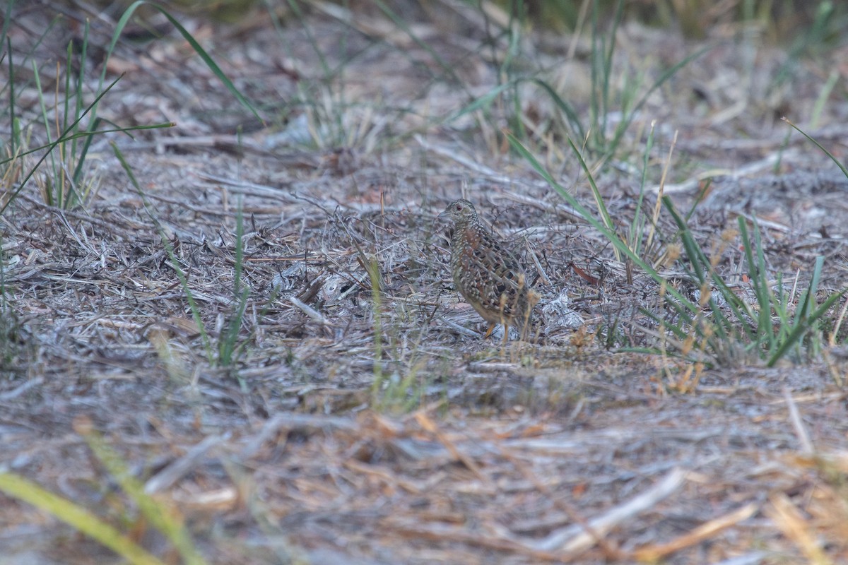 Painted Buttonquail - ML616809880