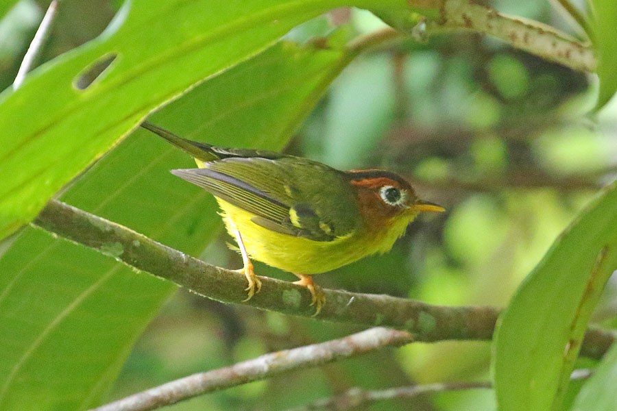 Yellow-breasted Warbler - Robert Dolezal