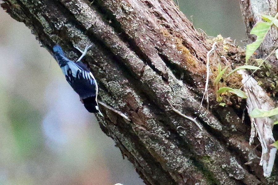 Blue Nuthatch - ML616809901