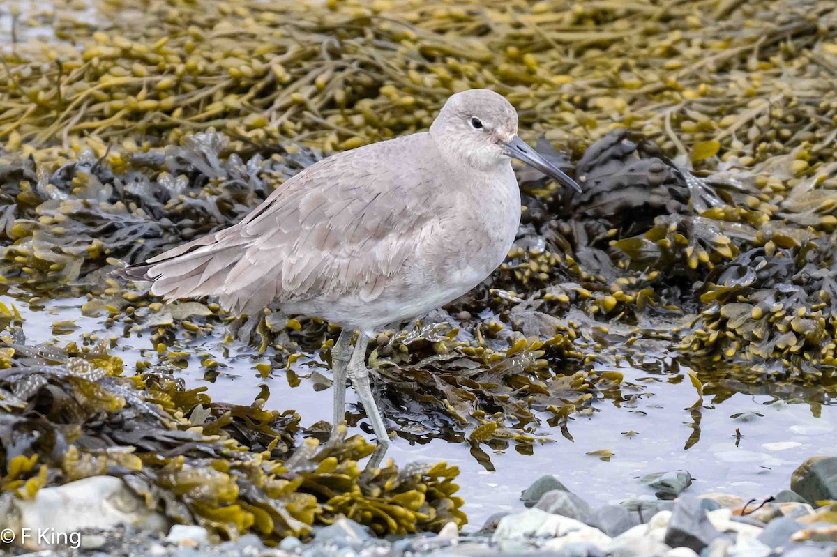 Willet - ML616809958