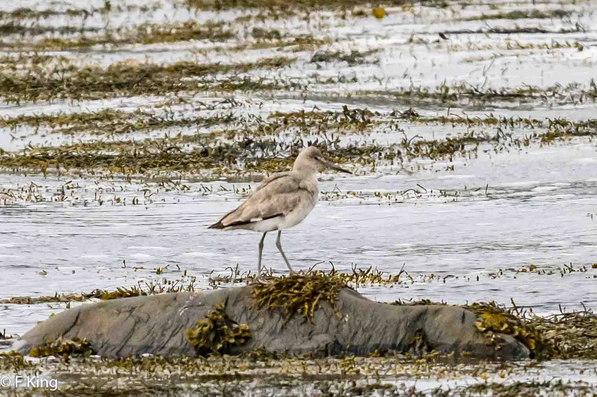 Willet - ML616809962