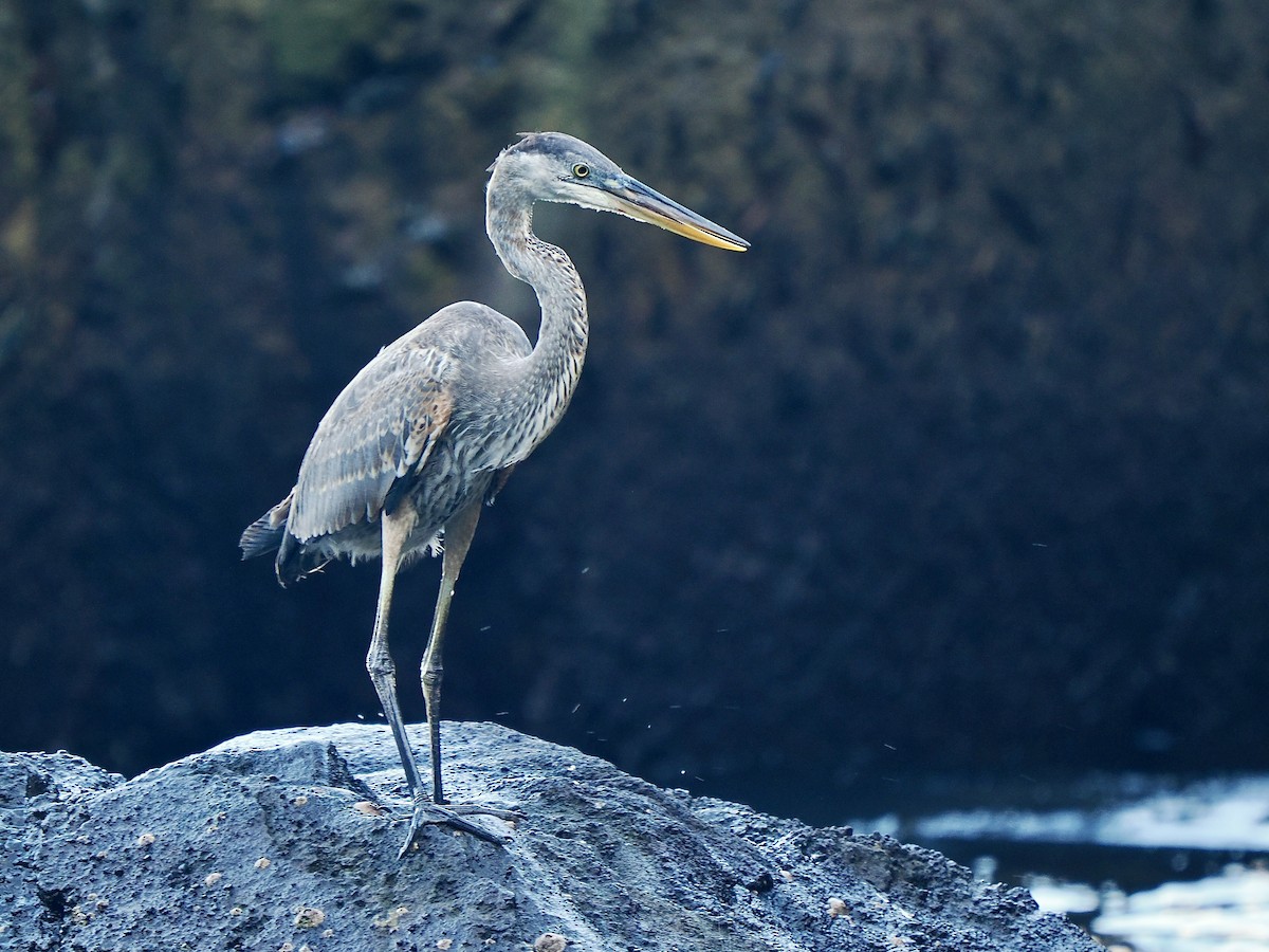 Great Blue Heron (Great Blue) - ML616809982