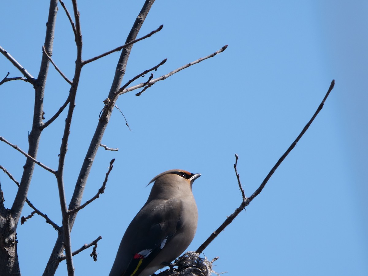 Bohemian Waxwing - ML616809983