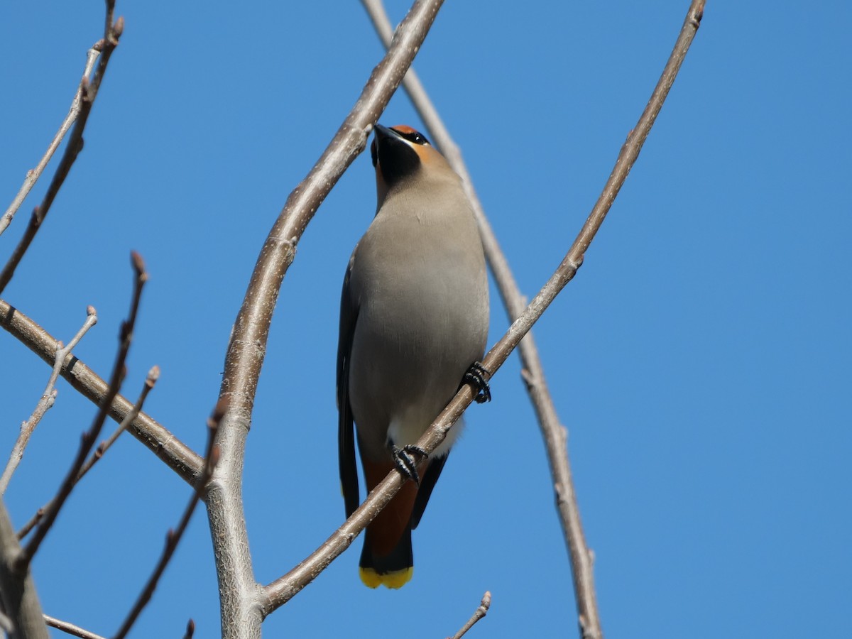 Bohemian Waxwing - ML616809984