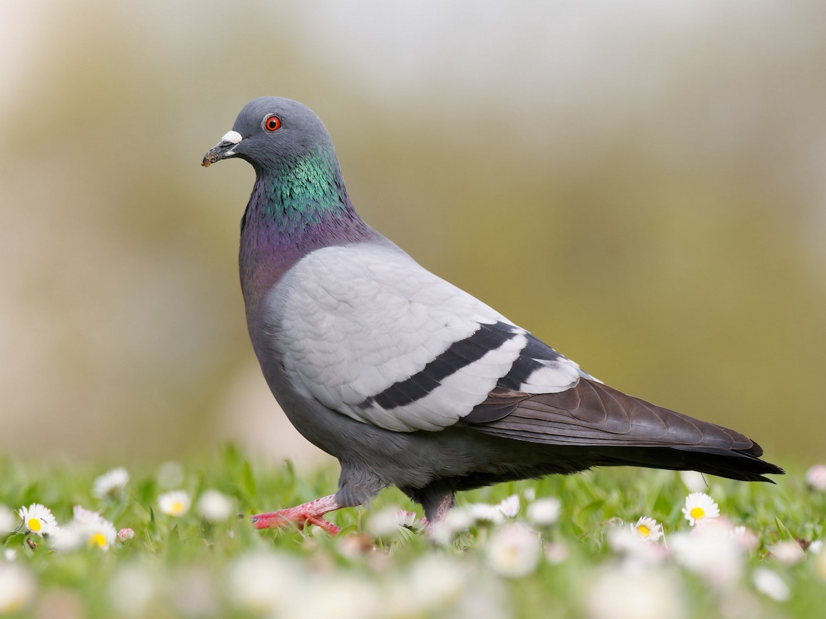 Rock Pigeon (Feral Pigeon) - ML616809997