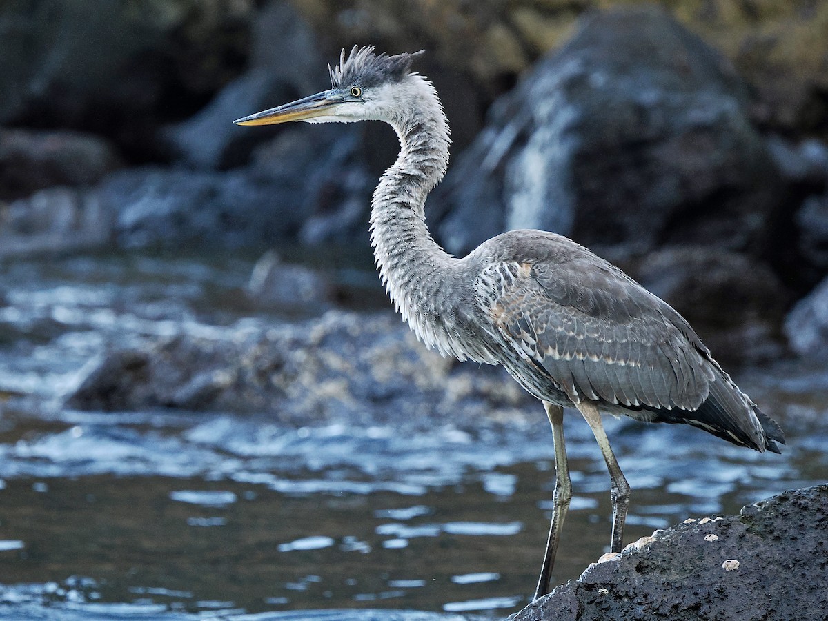 Great Blue Heron (Great Blue) - ML616810081