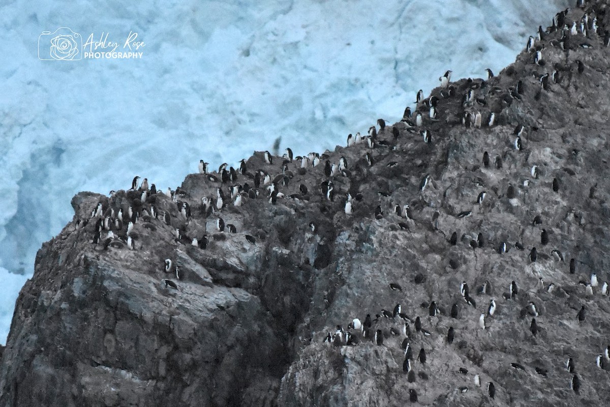 Chinstrap Penguin - ML616810084