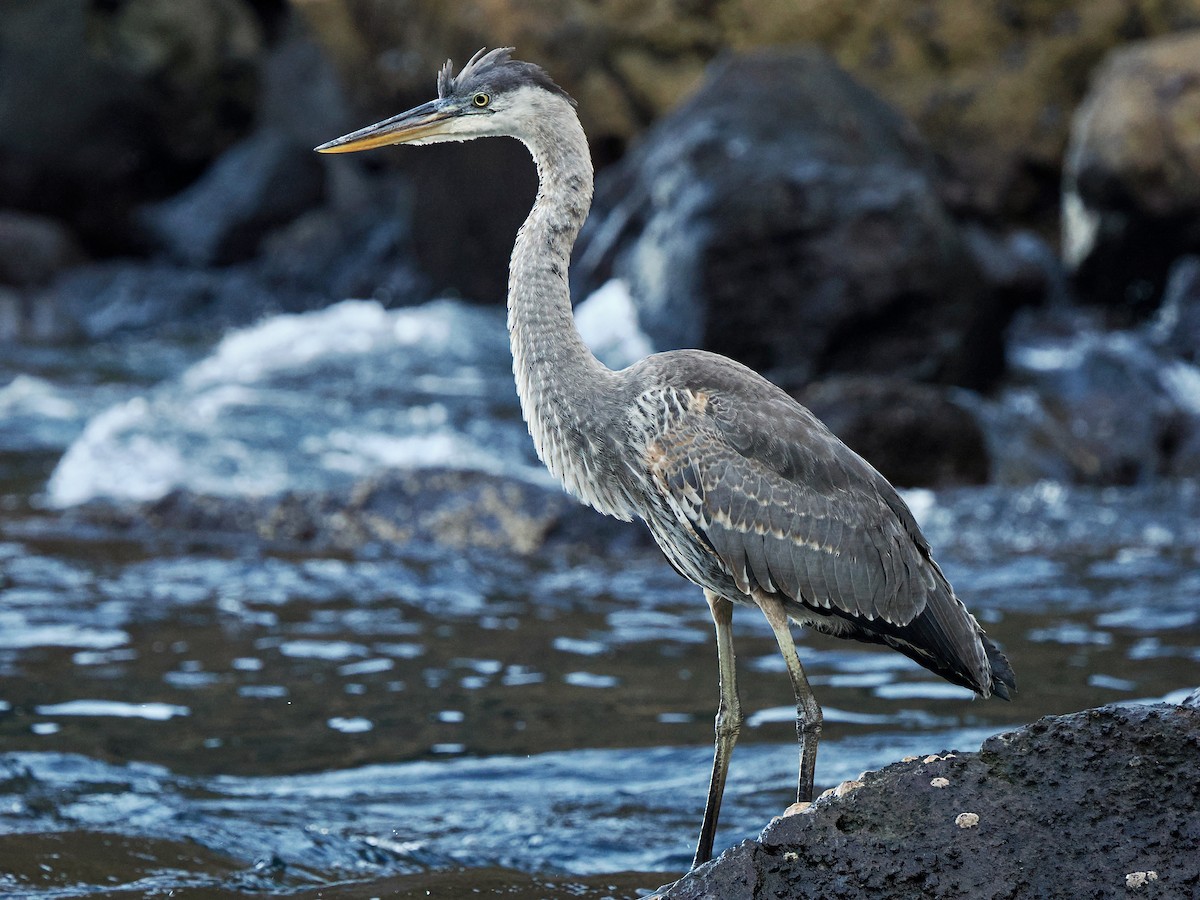 Great Blue Heron (Great Blue) - Gabriel Willow