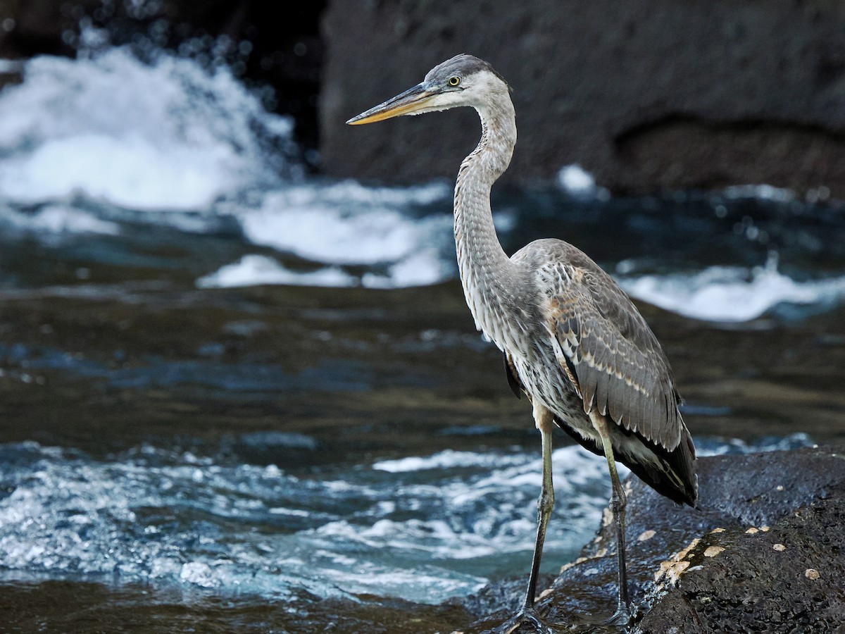 Great Blue Heron (Great Blue) - ML616810119