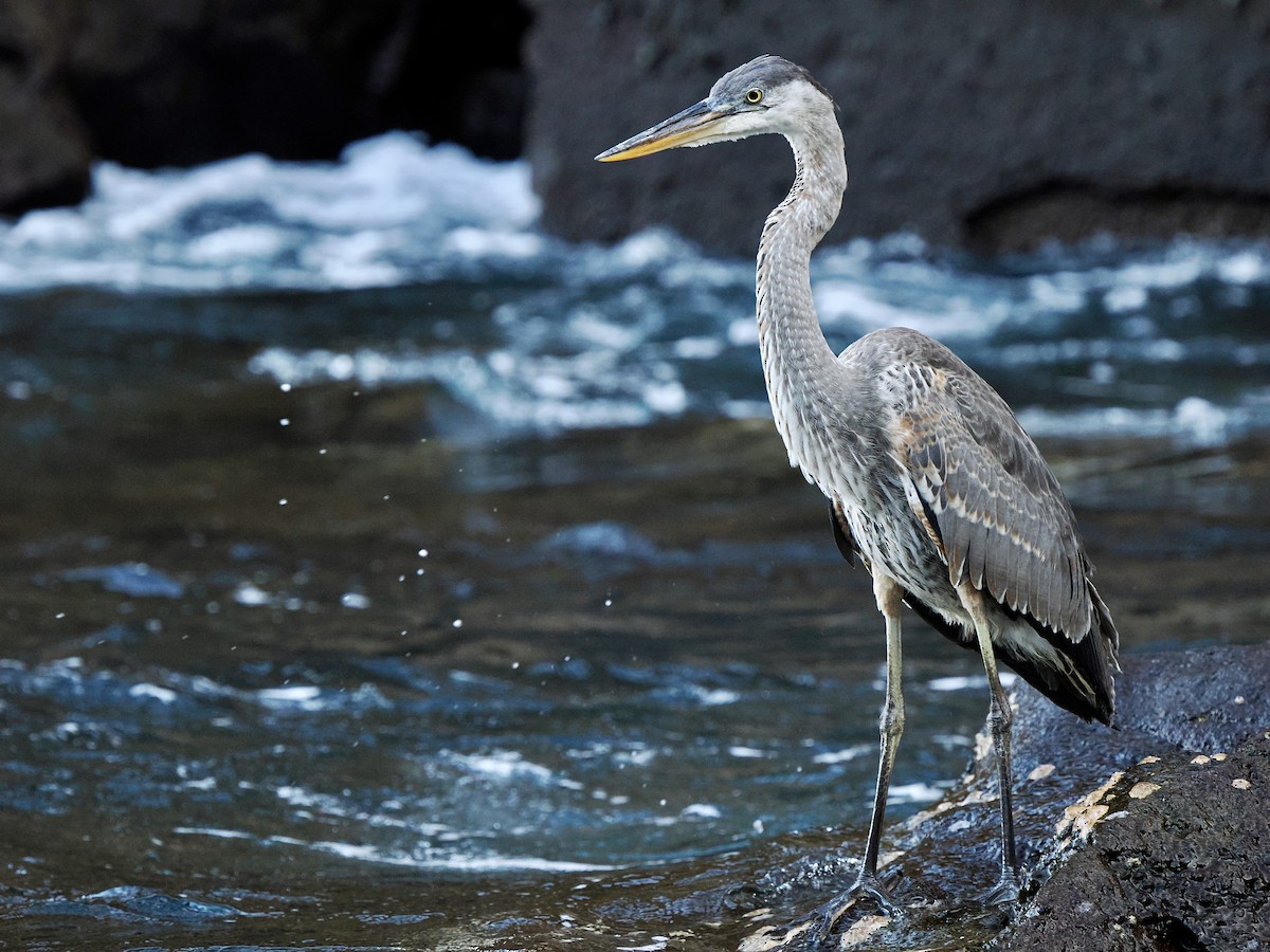 Great Blue Heron (Great Blue) - ML616810122