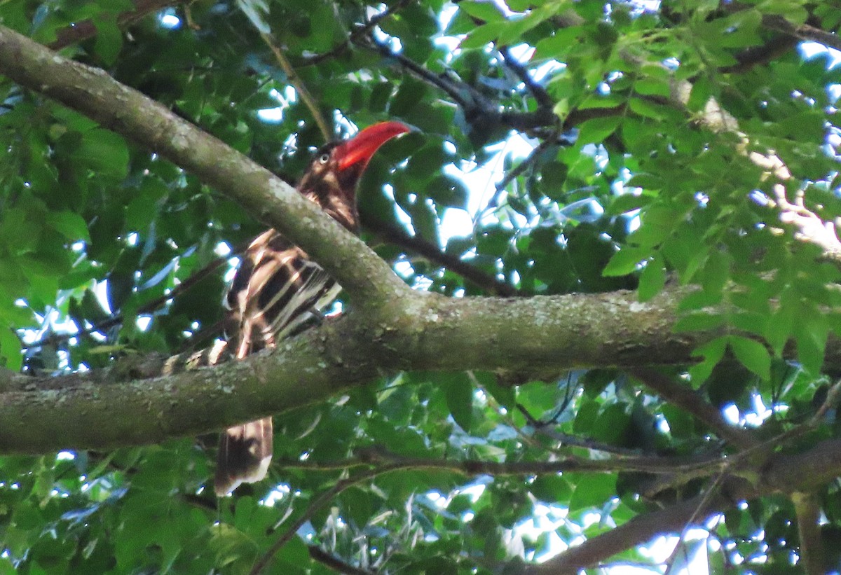 Red-billed Dwarf Hornbill - ML616810132