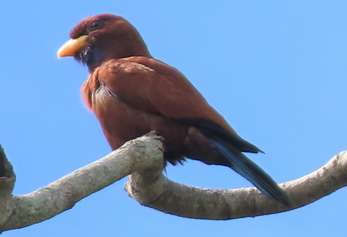 Blue-throated Roller - ML616810154