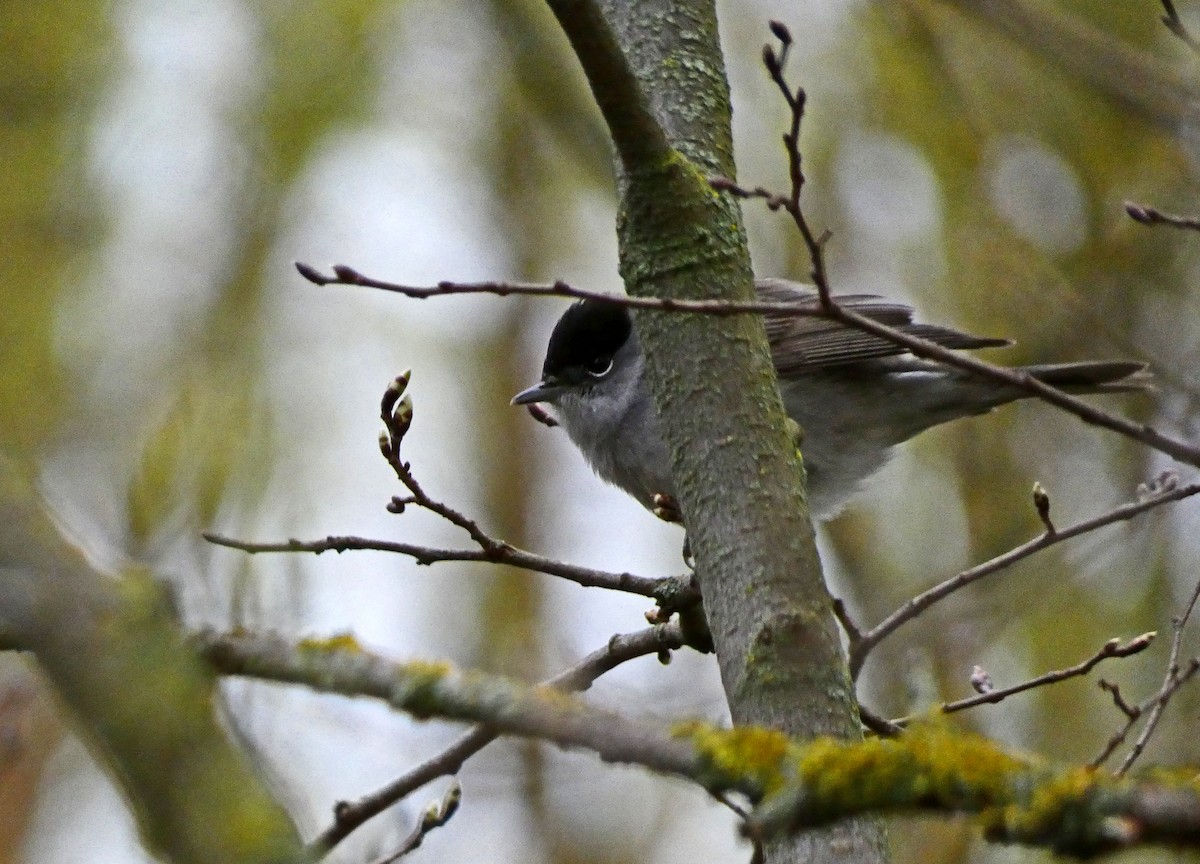 Eurasian Blackcap - ML616810199