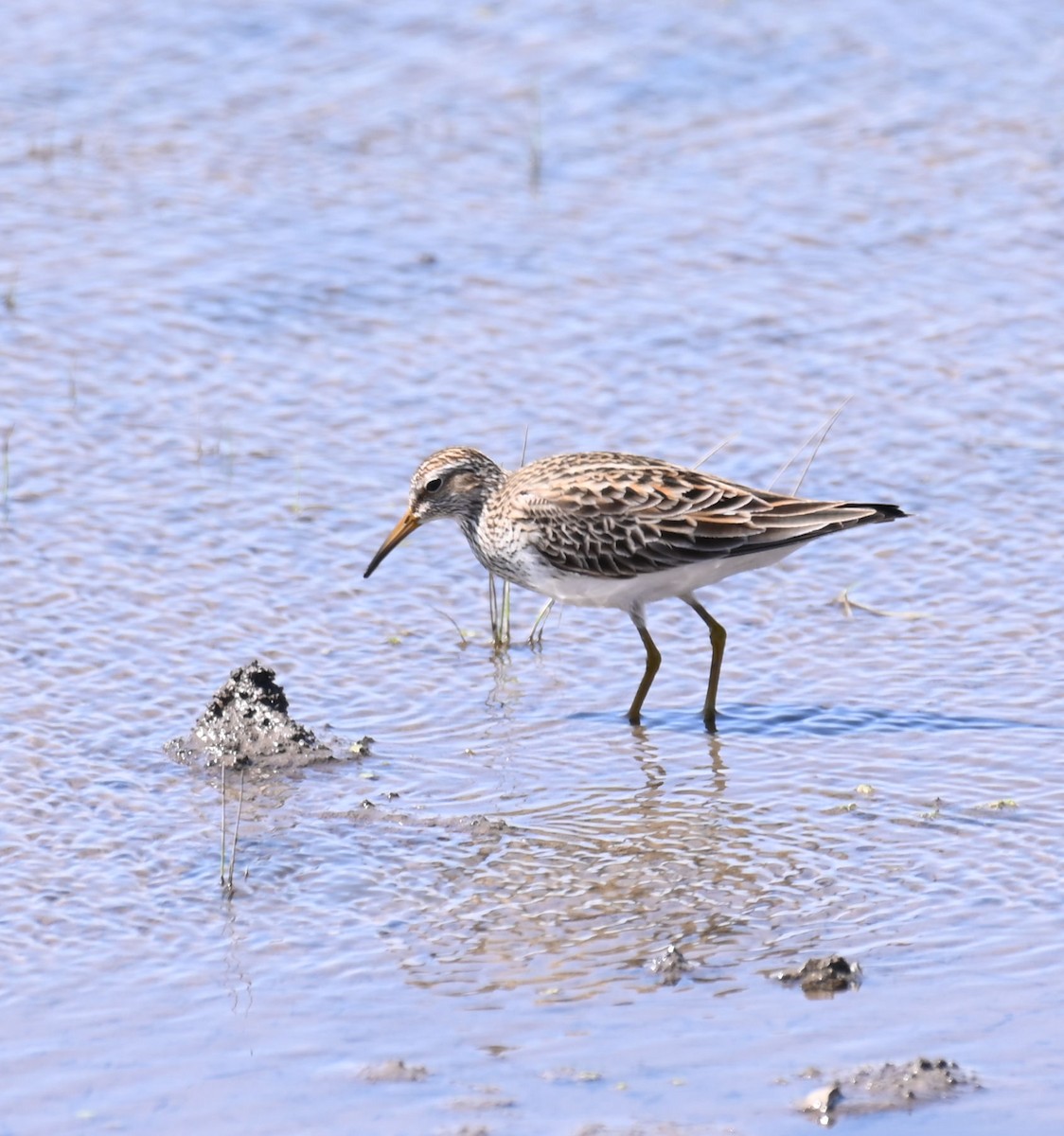 Pectoral Sandpiper - ML616810210