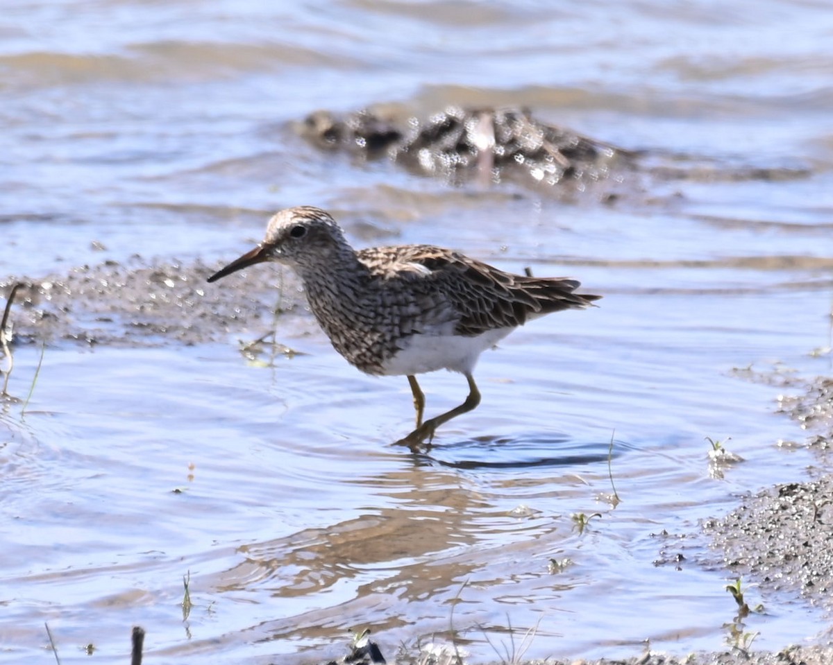 Pectoral Sandpiper - ML616810211